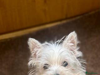 West Highland Terrier dogs 🐾💙Very Handsome Westie Boy Ready Now 💙🐾 - Advert 13