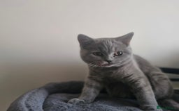 British Shorthair cats for sale: Beautiful BSH (2 Males & 2 Females, Blue & Lilac) - Image 11
