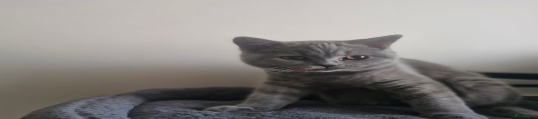 British Shorthair Kitten 3