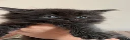 Persian cats for sale: Beautiful Persian x - Advert 2