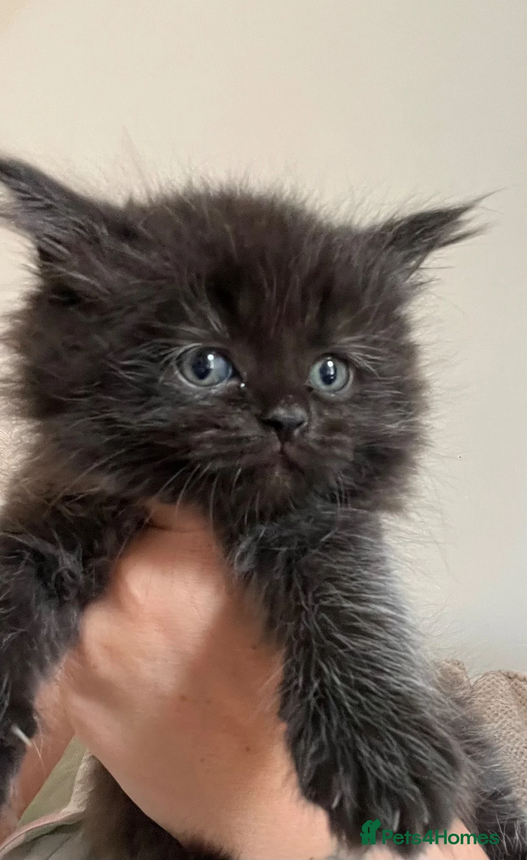 Persian cats for sale: Beautiful Persian x - Advert 2