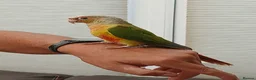 Parakeets birds for sale: Silly tame quakers and conure - Advert 3