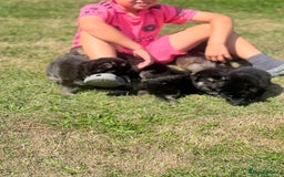 German Shepherd dogs for sale: ❤️KC HEALTH TESTED PARENTS ❤️ - Image 14