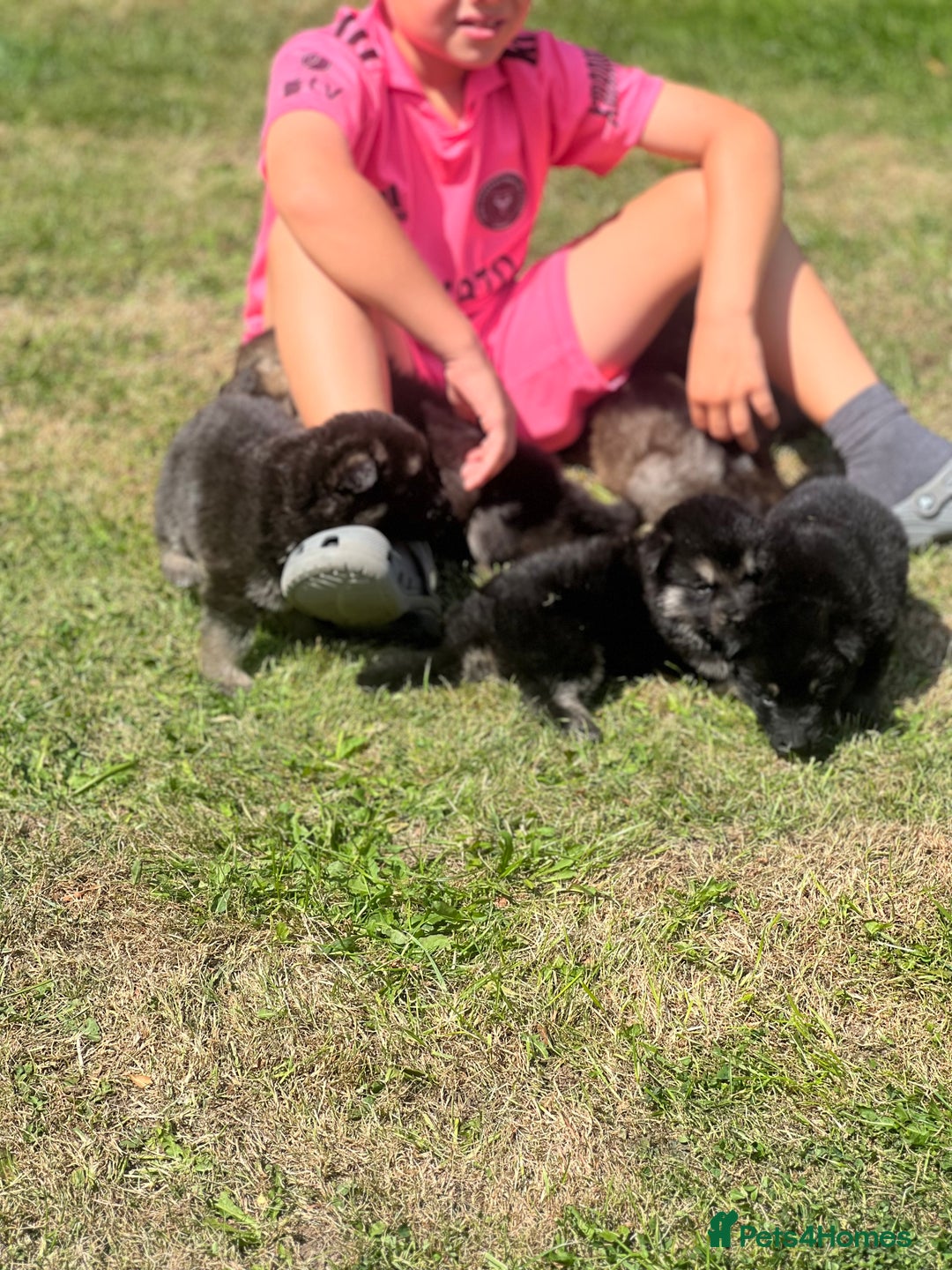 German Shepherd dogs for sale: ❤️KC HEALTH TESTED PARENTS ❤️ - Image 14