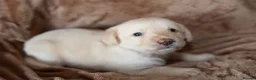 Labradoodle dogs for sale: Beautiful rainbow litter of F1 labradoodle puppies - Advert 9