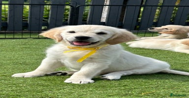 Golden Retriever dogs - Advert 4