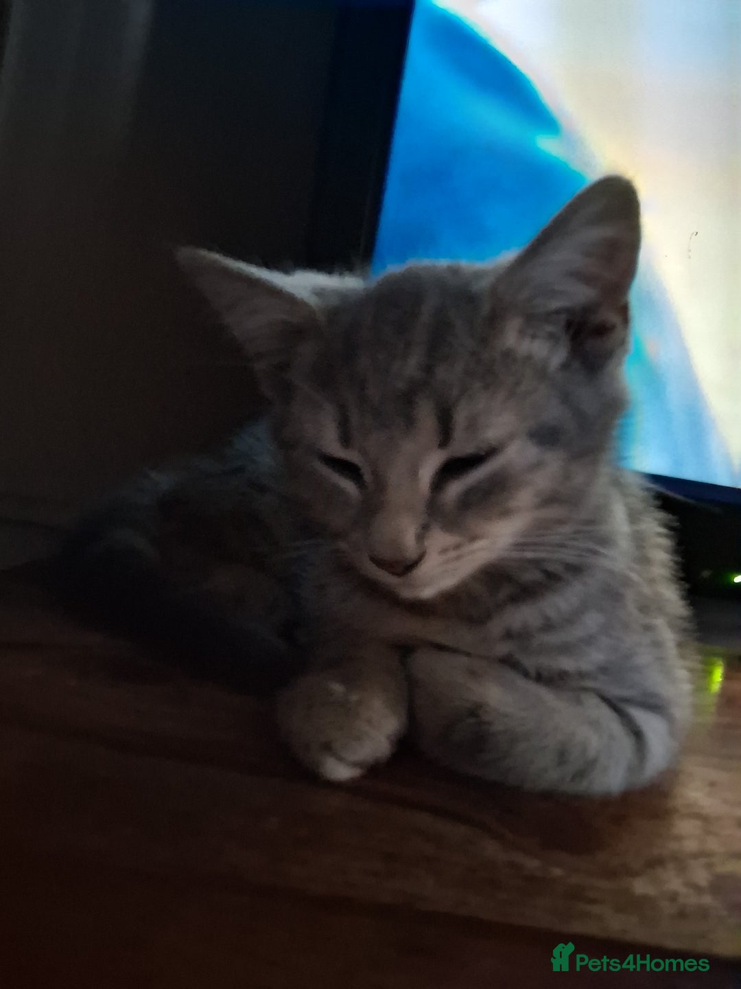 Mixed Breed cats for sale: Charming Cheeky Chunky  Bengal X Kittens. - Image 11