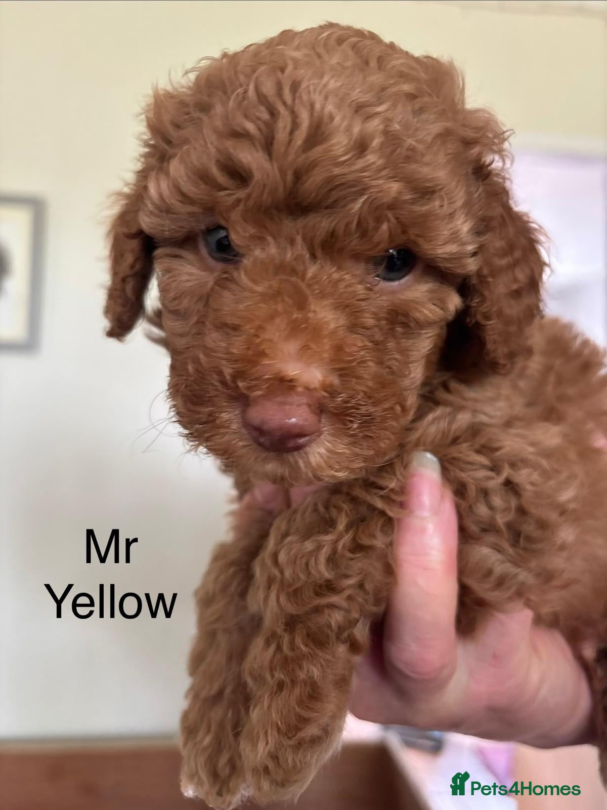 Mixed Breed dogs for sale: Moyen/Miniature Poodle in Gorebridge - Advert 5