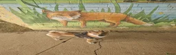 Japanese Shiba Inu dogs for stud: Shiba Inu for stud - Advert 17