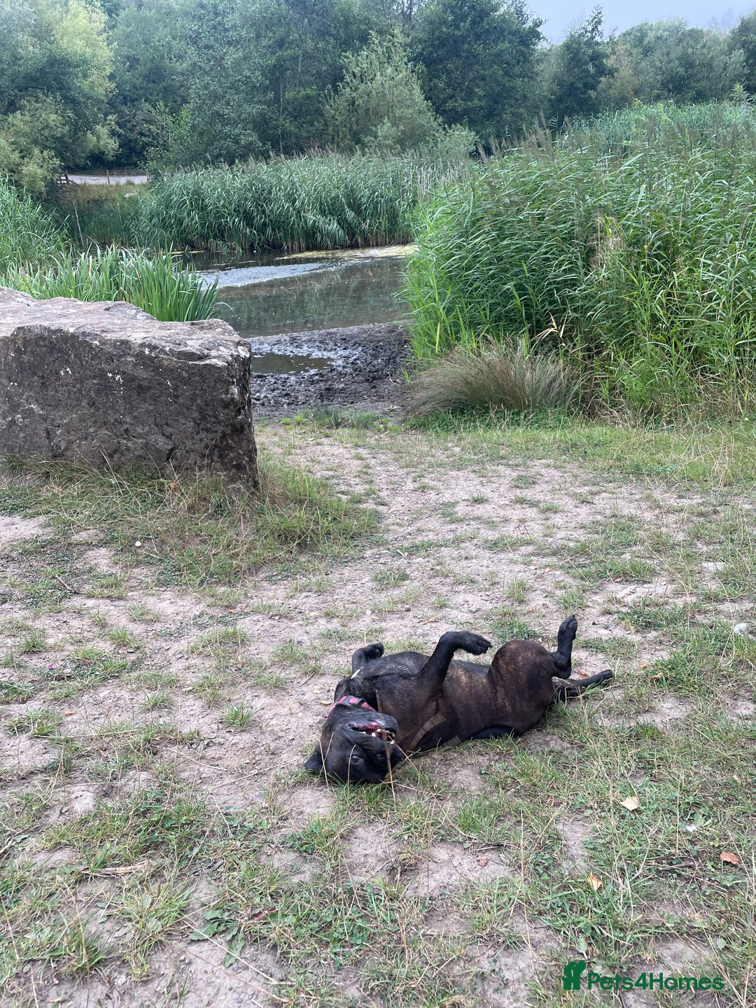 French Bulldog dogs for sale: French Bulldog - 7 years old  - Image 3