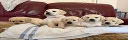 Labrador Retriever dogs for sale: Beautiful litter of Pedigree Yellow Labrador   - Advert 13