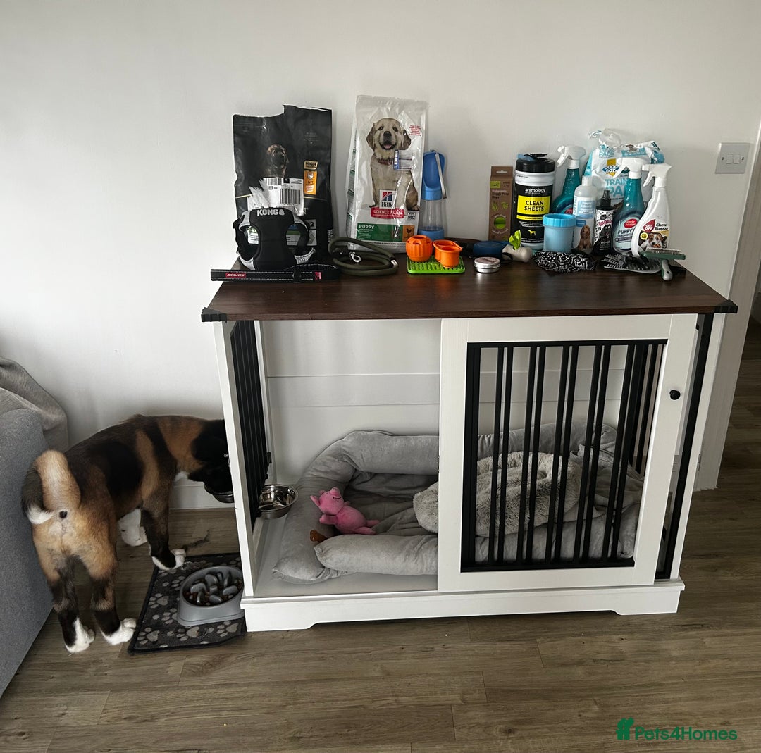 Akita dogs for sale: American Akita puppy looking for new home - Advert 8