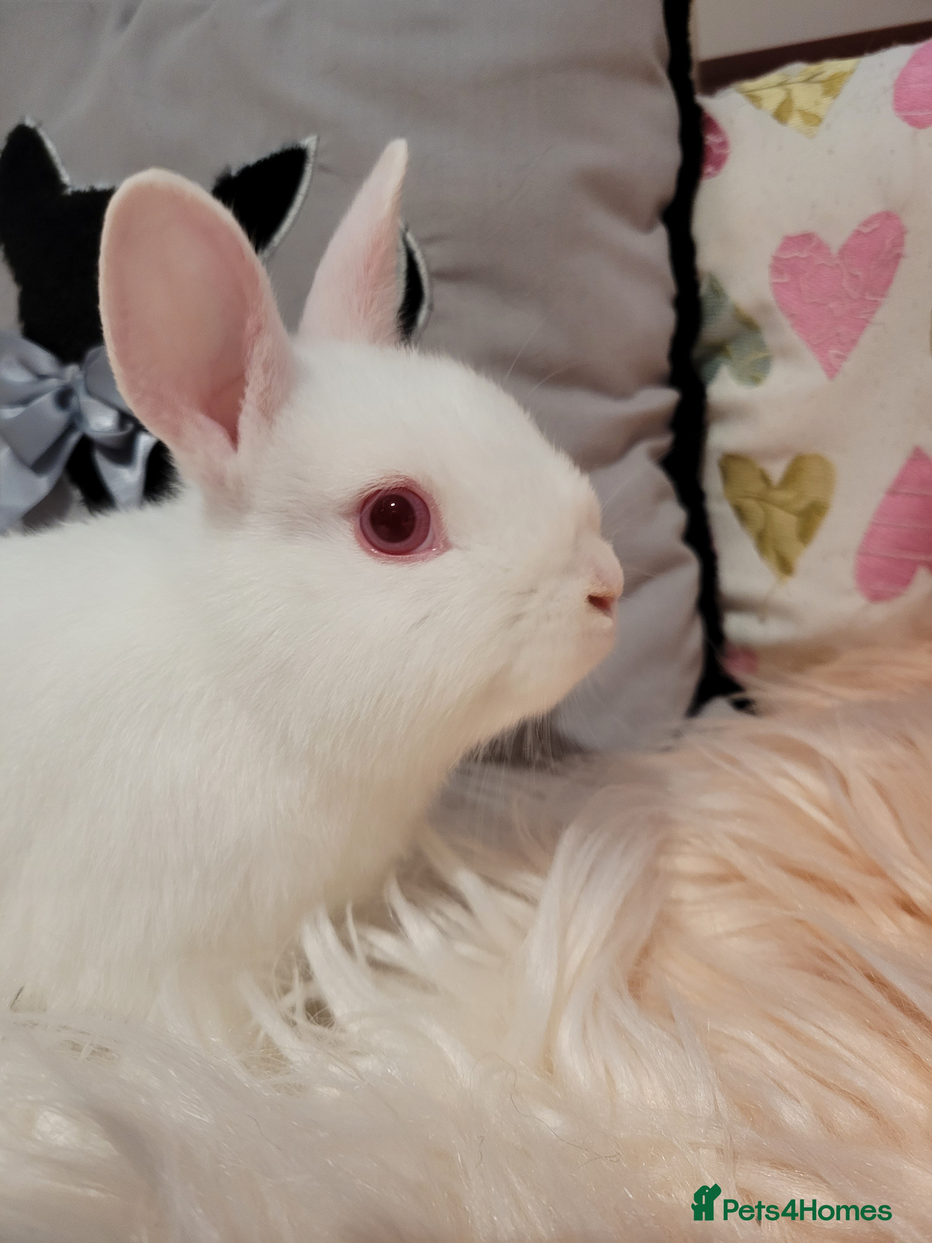 Netherland Dwarf rabbits NETHERLAND DWARF REW Buck Ready Now  - Advert 4