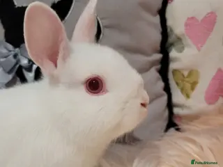 Netherland Dwarf rabbits NETHERLAND DWARF REW Buck Ready Now - Advert 4