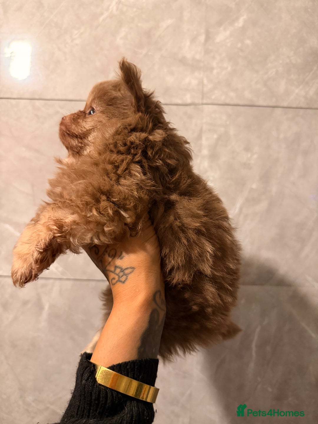 Pomeranian dogs for sale: Micro poms   - Advert 11