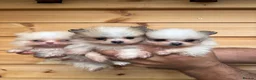Pomeranian dogs for sale: TINY🏆 Merle & cream Pomeranian 🐾puppy’s   - Advert 3
