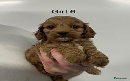 Cockapoo dogs for sale: Stunning Cockapoo Puppies - DNA tested parents - Image 6