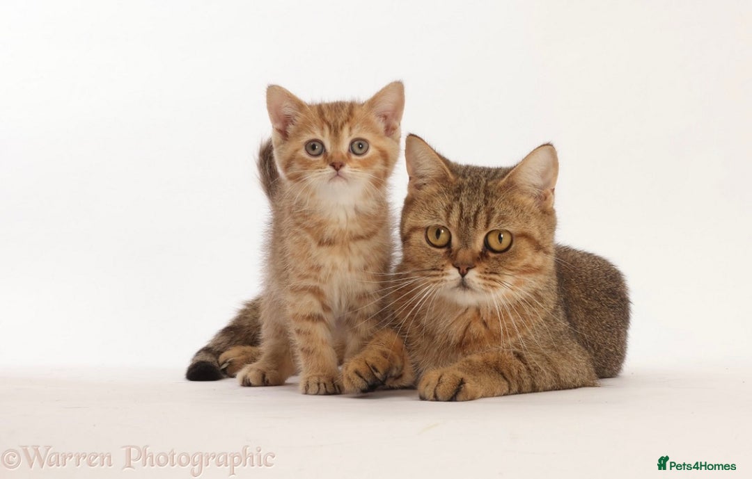 British Shorthair cats for sale: Stunning British shorthair - Image 7