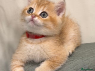 British Shorthair cats Adorable British shh golden kittens GCCF - Advert 3
