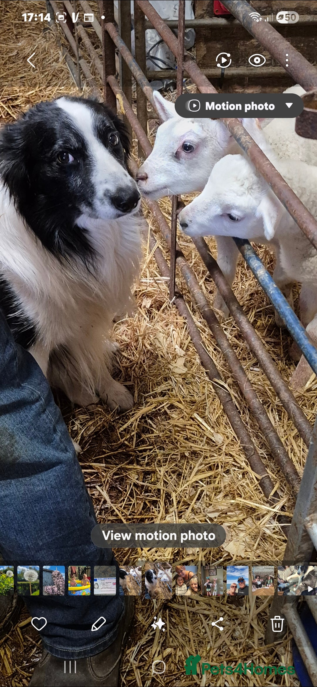 Border Collie dogs for sale: Blue Merles puppies  - Advert 25