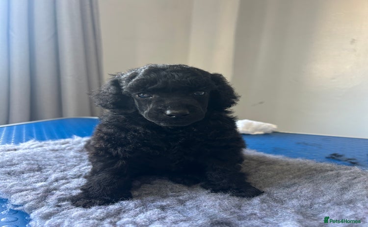 Miniature Poodle dogs - Advert 1