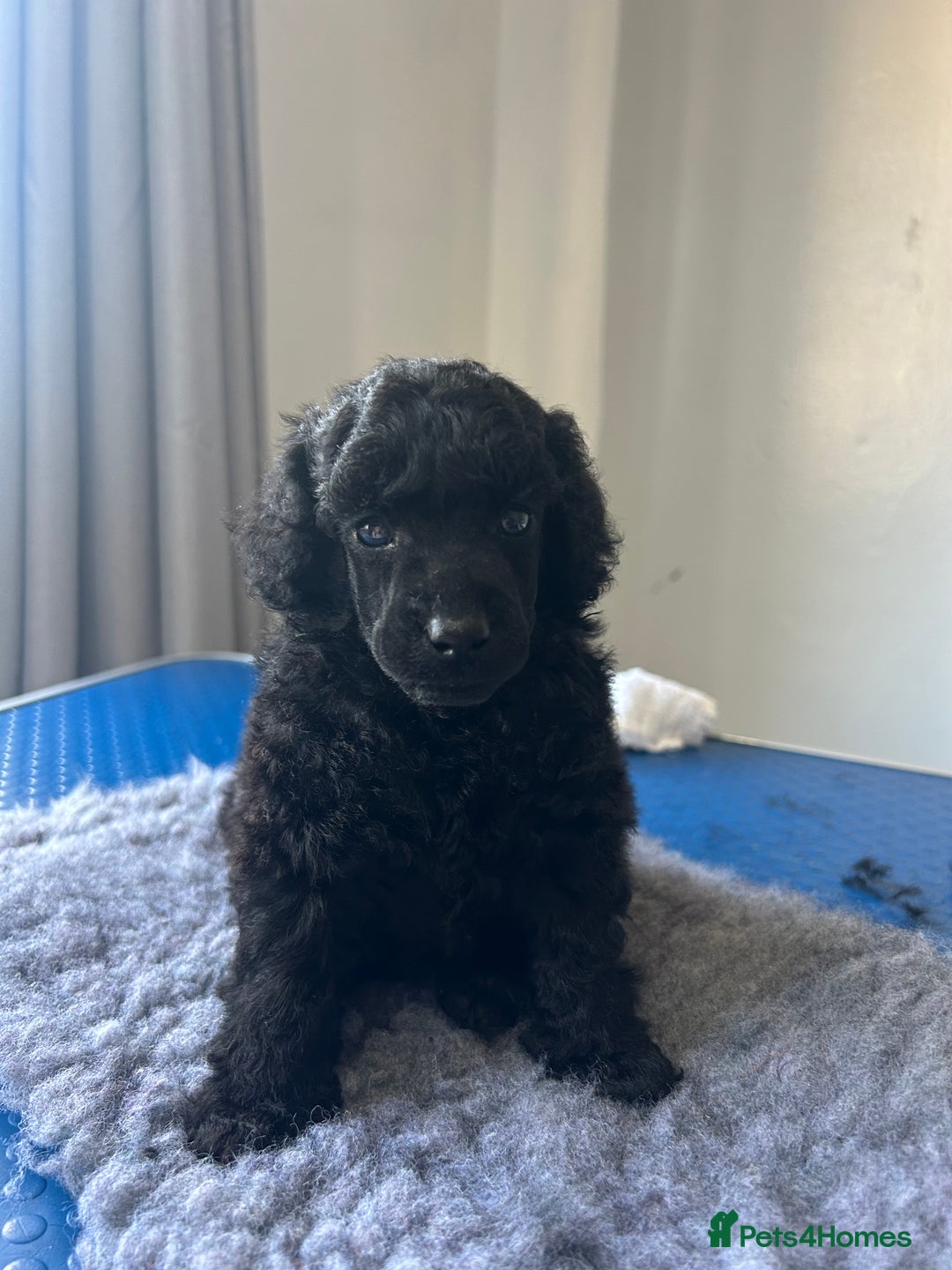 Miniature Poodle dogs for sale: Show quality male poodle  - Image 1