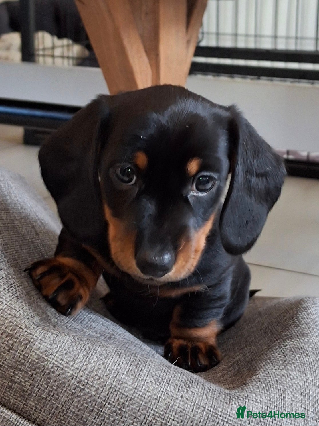 Miniature Dachshund dogs 🐾❤️ KC Reg Smooth Haired Miniature Dachshunds  - Advert 12