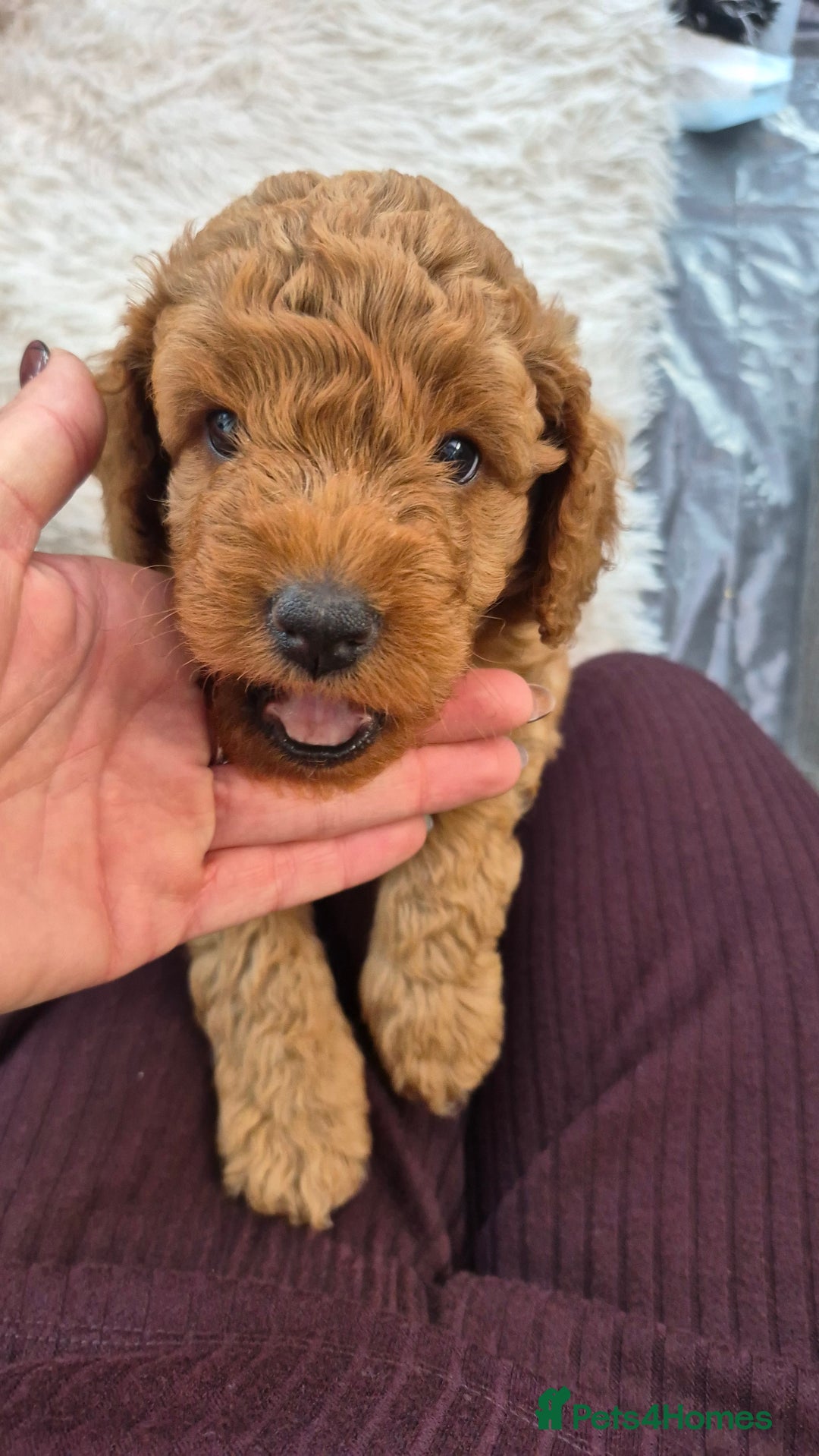 Mixed Breed dogs for sale: (Mum) Miniture aust labradoodle (dad) cockapoo - Advert 4