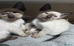 Siamese cats for sale: 6 cute Siamese kittens available  - Image 19