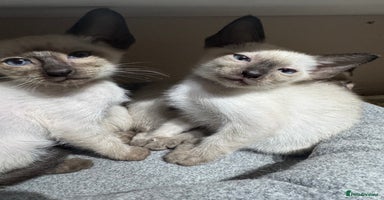 Siamese cats - Advert 14