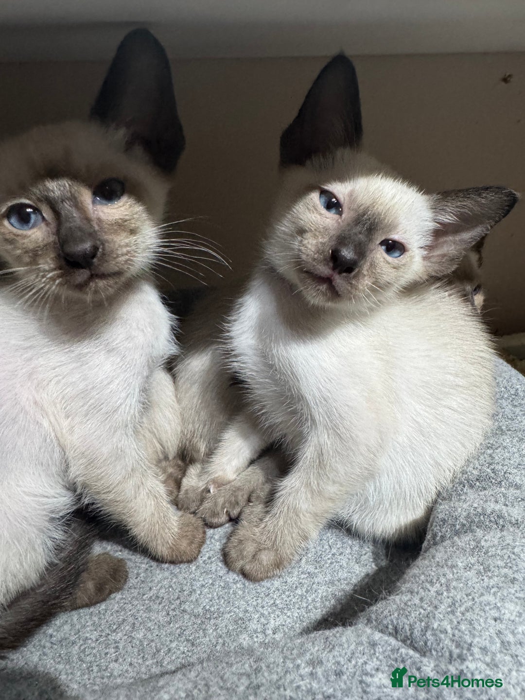 Siamese cats for sale: 6 cute Siamese kittens available  - Image 19