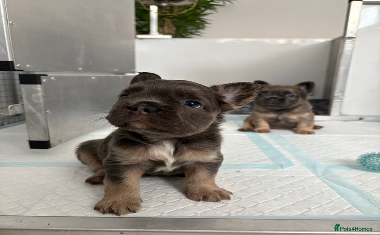 French Bulldog dogs - Advert 18