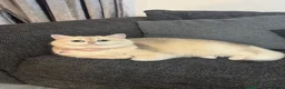 British Shorthair cats for sale: Golden Haired British Shorthair Female - Advert 6