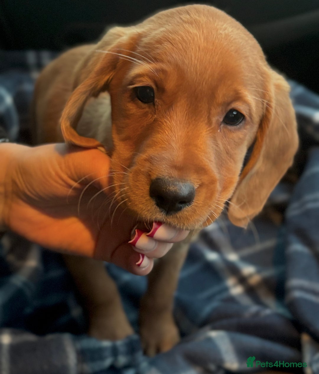 Cockerdor dogs for sale: Beautiful Cockerdor Puppies for Sale 🩷🩵 9 WEEKS - Advert 5