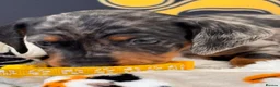 Dachshund dogs for sale: Stuning Kc registered dachshund puppies - Advert 5