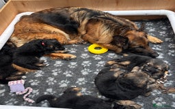 German Shepherd dogs for sale: Stunning long haired German shepherd puppies  - Image 4