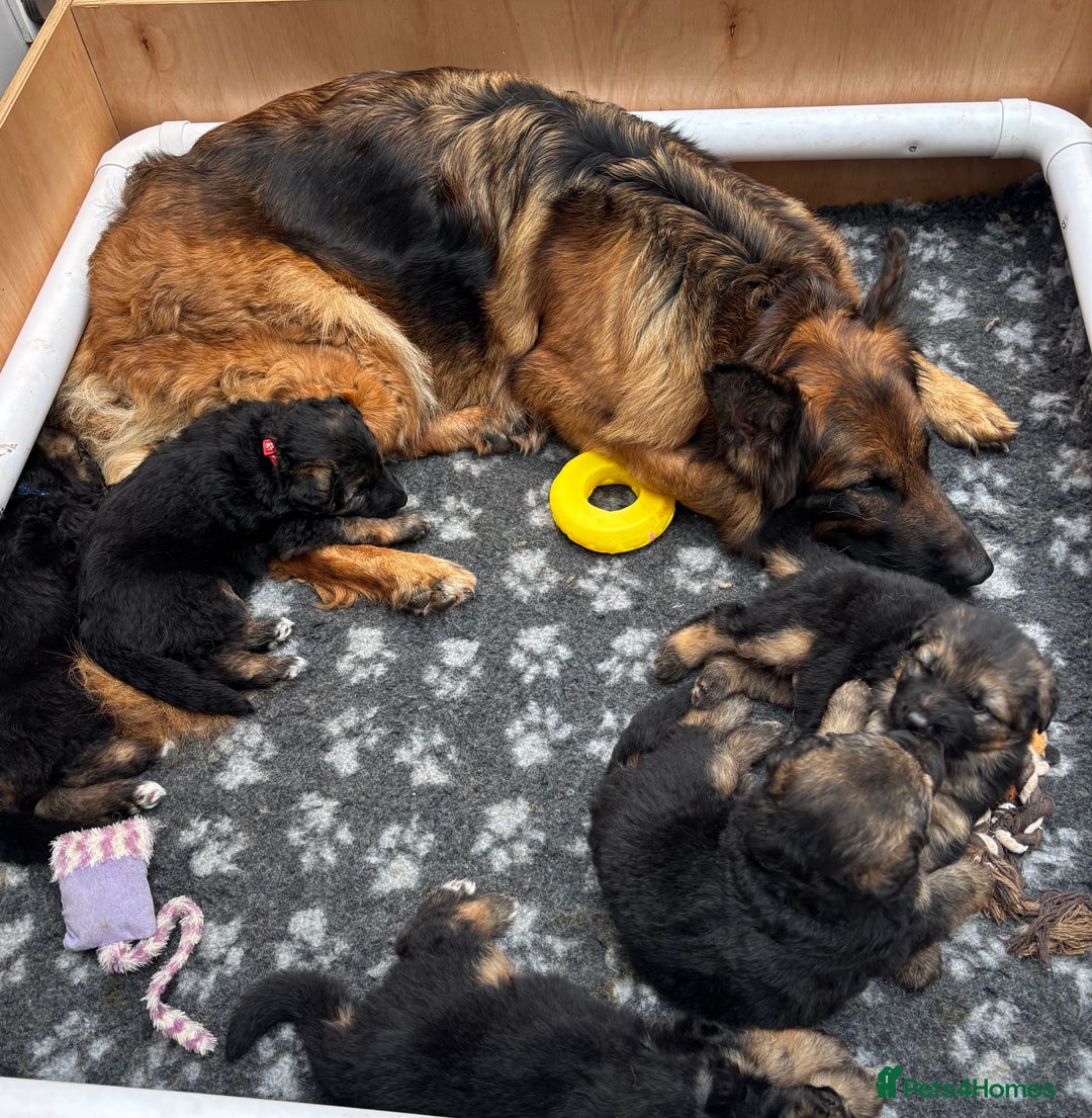 German Shepherd dogs for sale: Stunning long haired German shepherd puppies  - Image 4