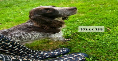 Cocker Spaniel dogs - Advert 8