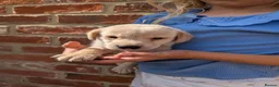 Labrador Retriever dogs for sale: KC registered golden Labrador retriever puppies  - Advert 2