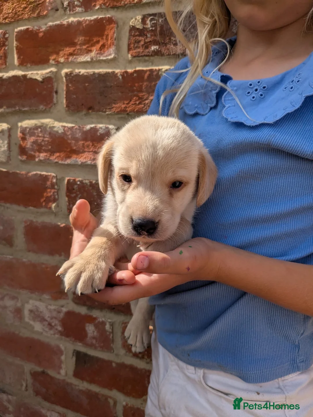 Labrador Retriever dogs for sale: KC registered golden Labrador retriever puppies  - Advert 2