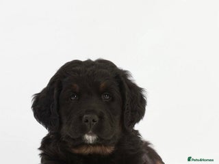 Bernese Mountain Dog dogs Beautiful Bernedoodle babies - Advert 5