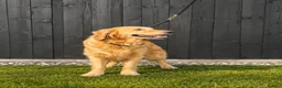 Golden Retriever dogs for sale: Kc extensively health tested boys and girls  - Advert 8