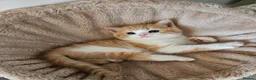 Scottish Fold cats for sale: Adorable Scottish Fold Straight Ear Kittens  - Advert 3