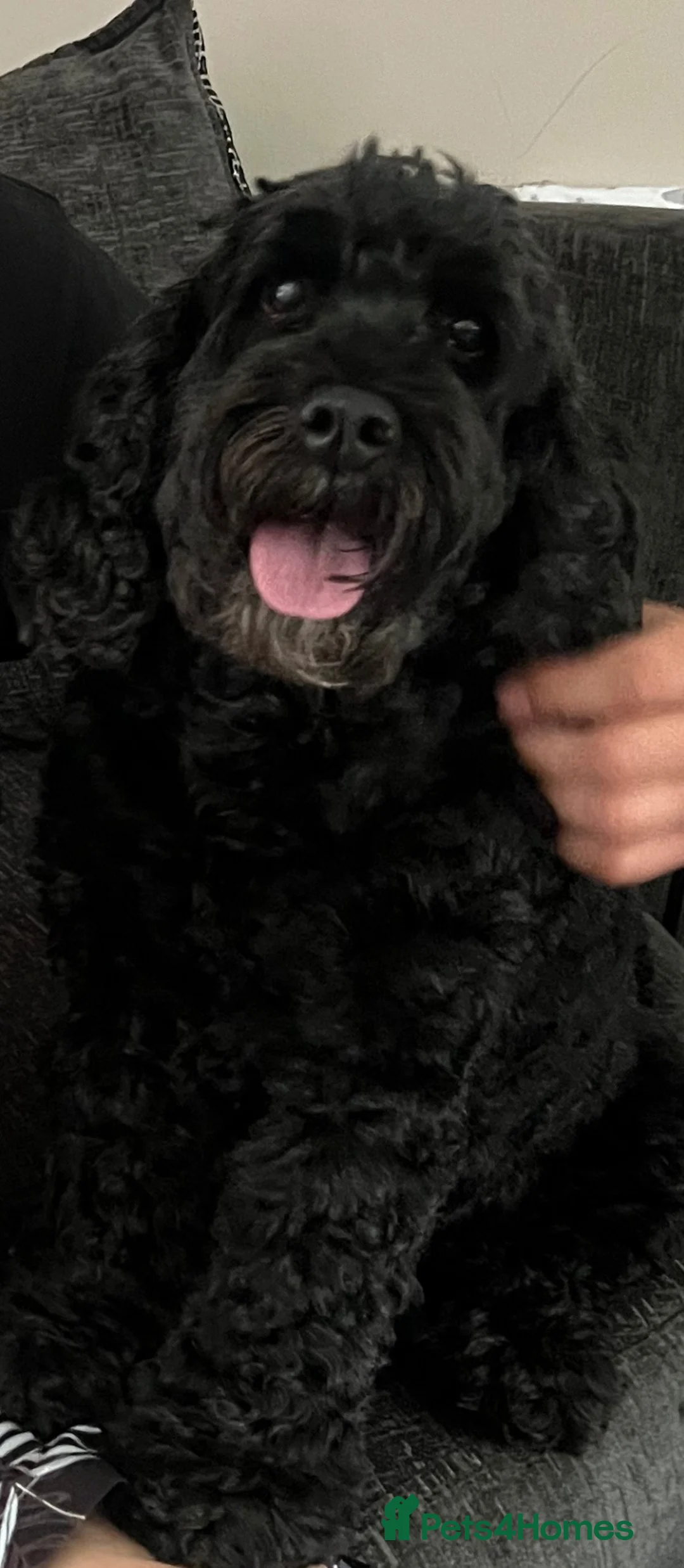 Cockapoo dogs for sale: Luna, cockapoo for a loving home 🐶 in Dereham - Advert 4