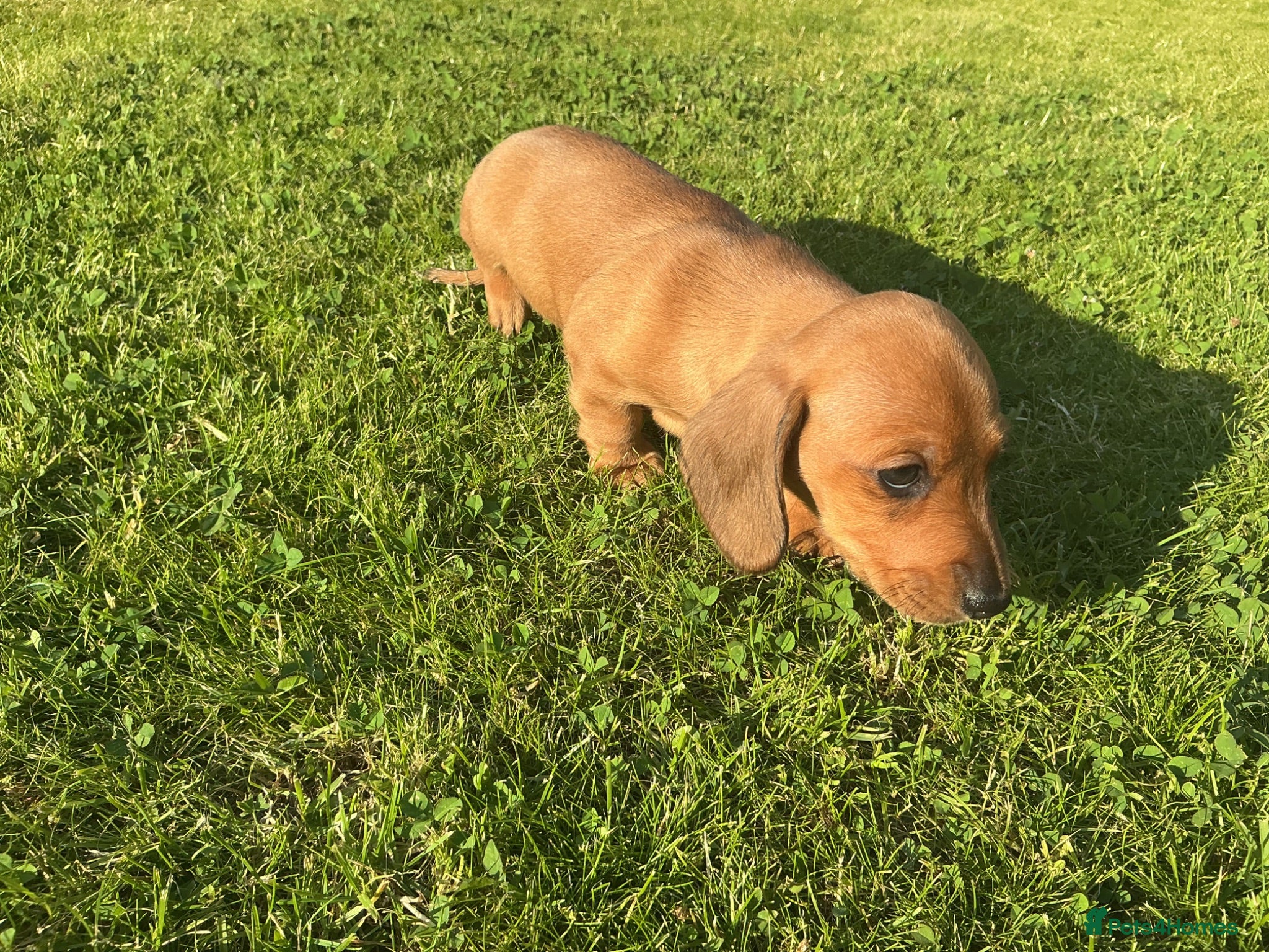 Miniature Dachshund dogs KC REG Miniature dachshunds. Council licensed - Advert 2