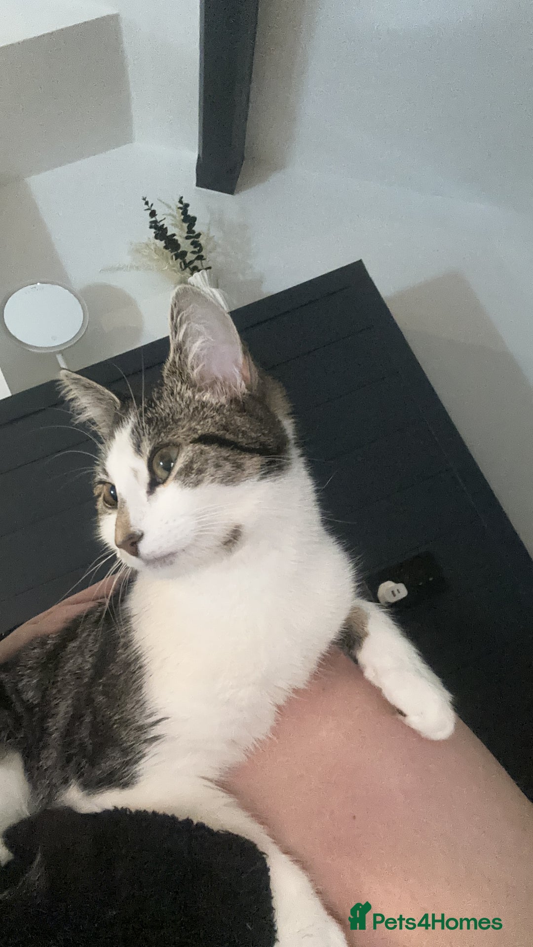 Mixed Breed cats for sale: Phoebe, 10 Months Old 🐾 🩷 - Advert 3
