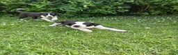 Border Collie dogs for sale: Working Border collie puppies  - Advert 11