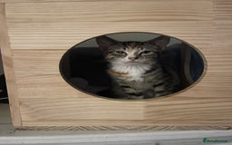 Domestic Shorthair cats for sale: Female Tabby and orange Kitten - Image 14