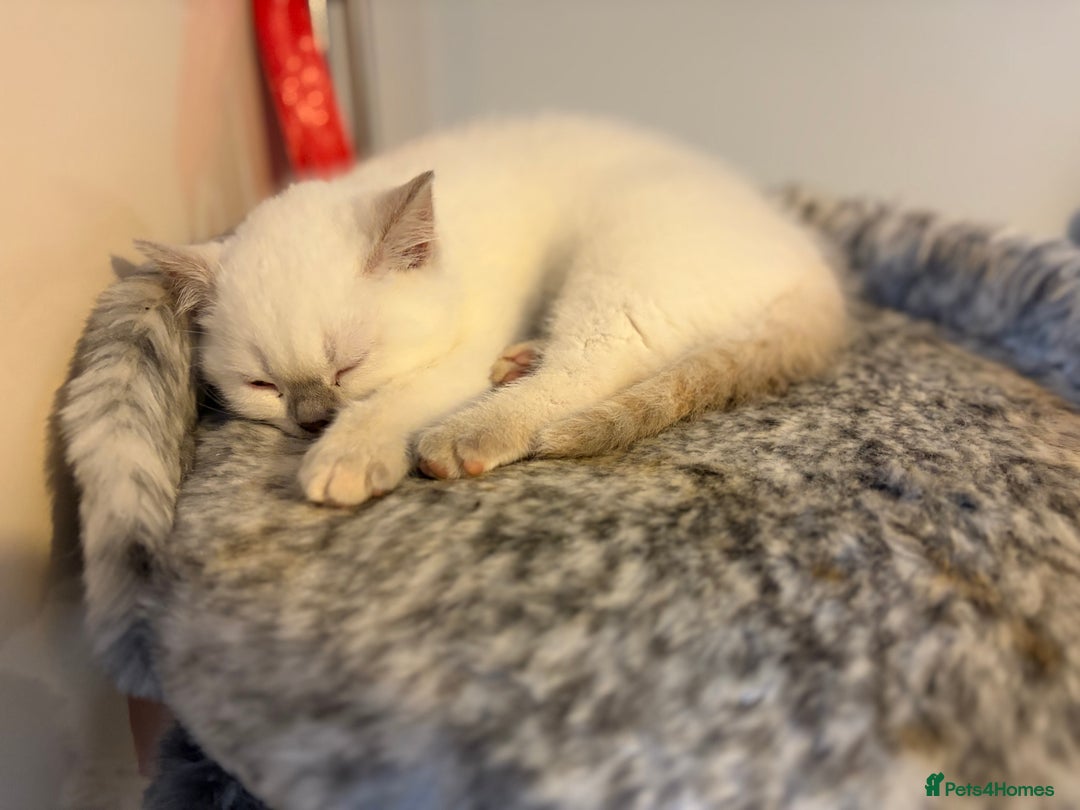 British Shorthair cats for sale: GCCF Registered British Shorthair Kittens - Advert 15