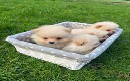 Pomeranian dogs for sale: Adorable Pomeranian Puppies for Sale!  - Image 3